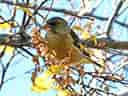 鳥類図鑑・カワラヒワ 11